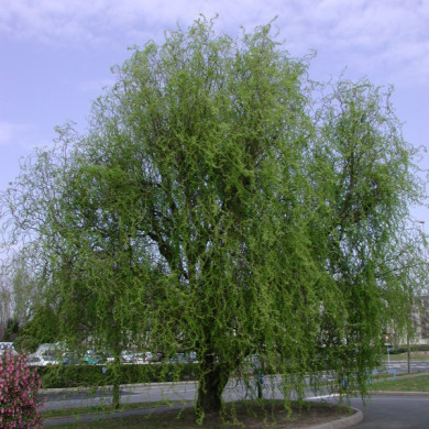 Salix babylonica 'Tortuosa'