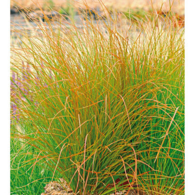 Carex testacea 'Prairie Fire'