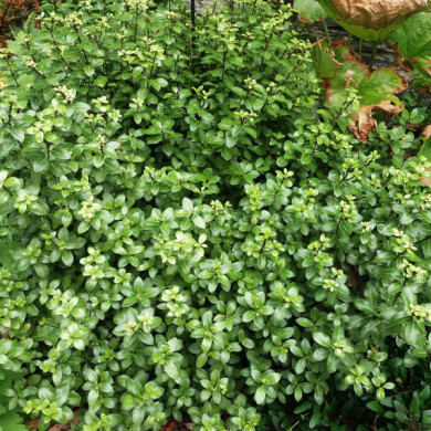 Pittosporum tenuifolium 'Golf Ball'