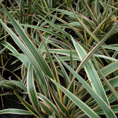Phormium cookianum 'Tricolor'