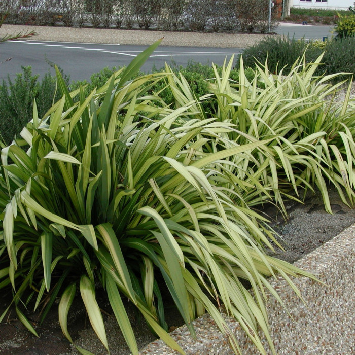 Phormium 'Yellow Wave'