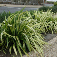 Phormium 'Yellow Wave'
