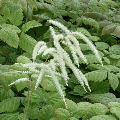 Aruncus dioicus
