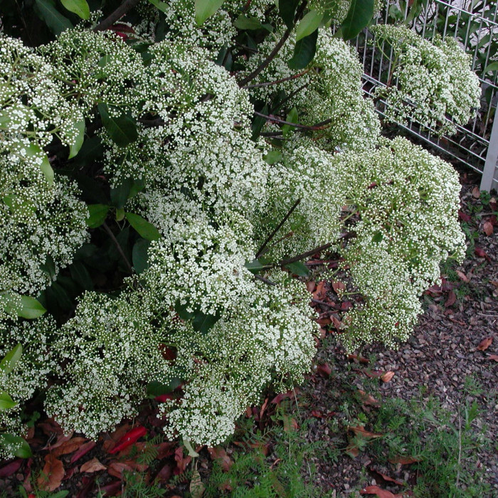 Photinia serratifolia