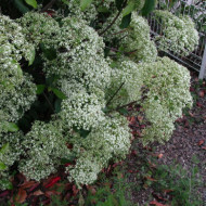 Photinia serratifolia