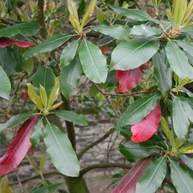 Photinia serratifolia