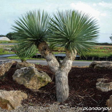 Yucca rostrata