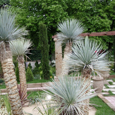 Yucca rostrata