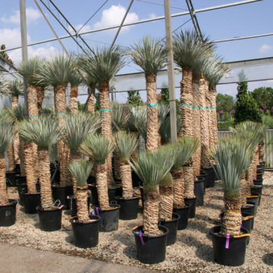 Yucca rostrata