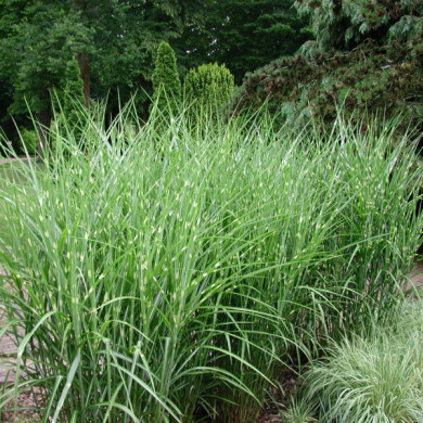 Miscanthus sinensis 'Zebrinus'