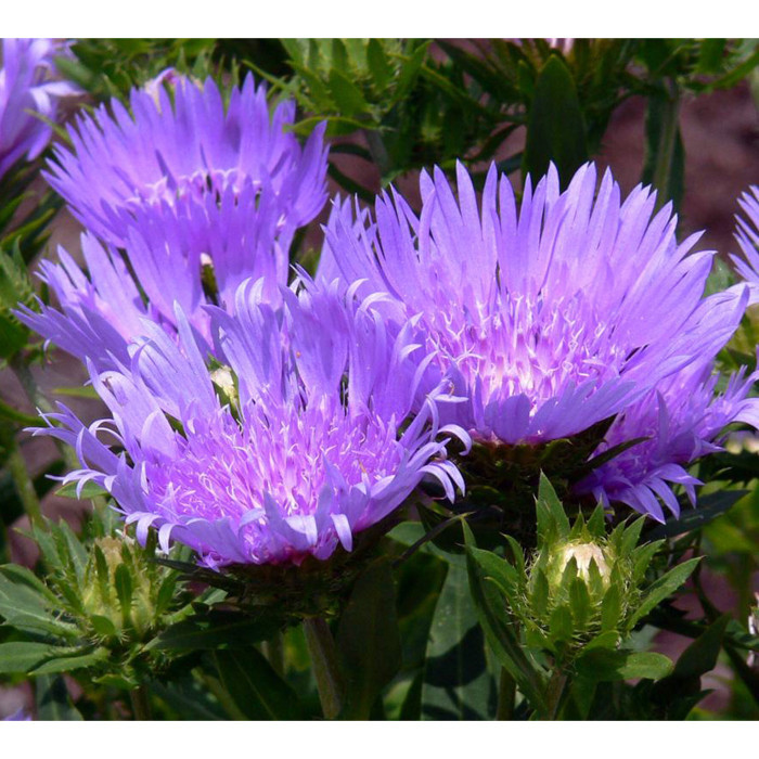 Stokesia laevis 'Blue Star'