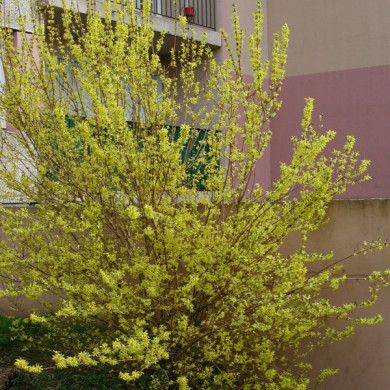 Forsythia x intermedia 'Spectabilis'