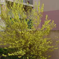 Forsythia x intermedia 'Spectabilis'