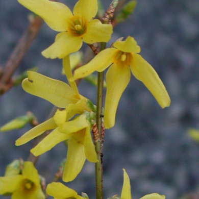 Forsythia x intermedia 'Spectabilis'