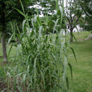 Arundo donax