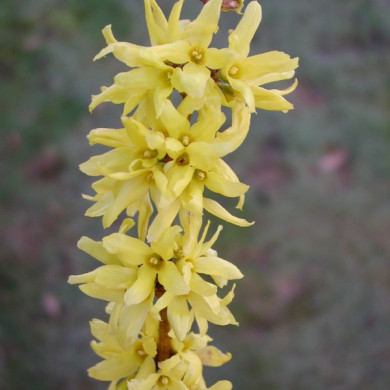Forsythia x intermedia 'Spring Glory'