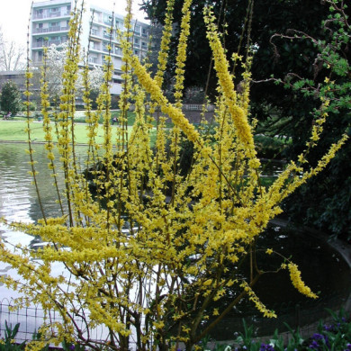 Forsythia x intermedia 'Spring Glory'