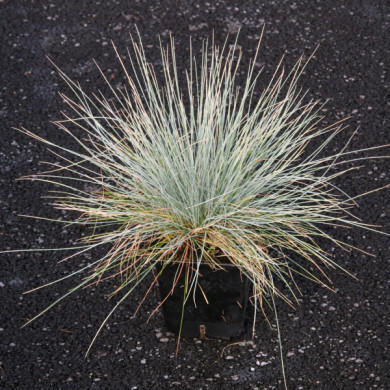 Festuca glauca 'Elijah blue'
