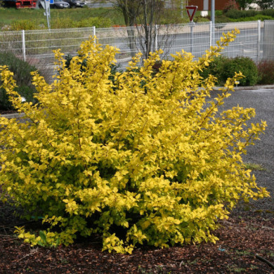 Physocarpus opulifolius 'Dart's Gold'