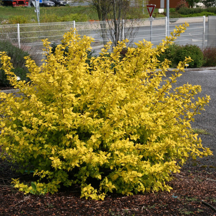 Physocarpus opulifolius 'Dart's Gold'