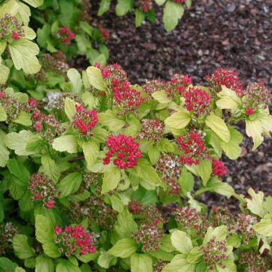Physocarpus opulifolius 'Dart's Gold'