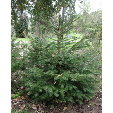 Picea abies