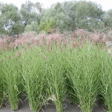 Miscanthus sinensis 'Zebrinus'
