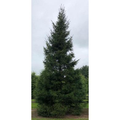 Picea abies