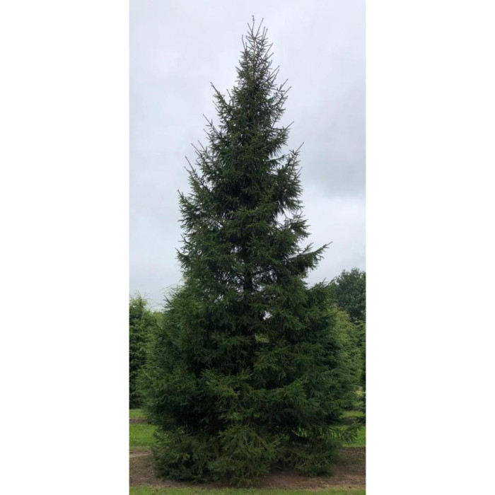 Picea abies