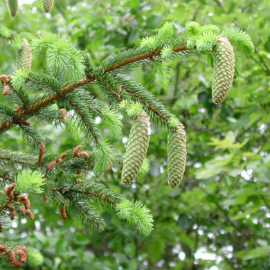 Picea abies