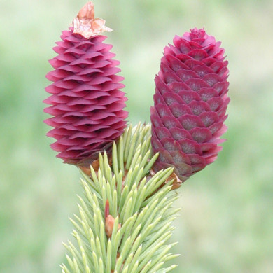Picea abies