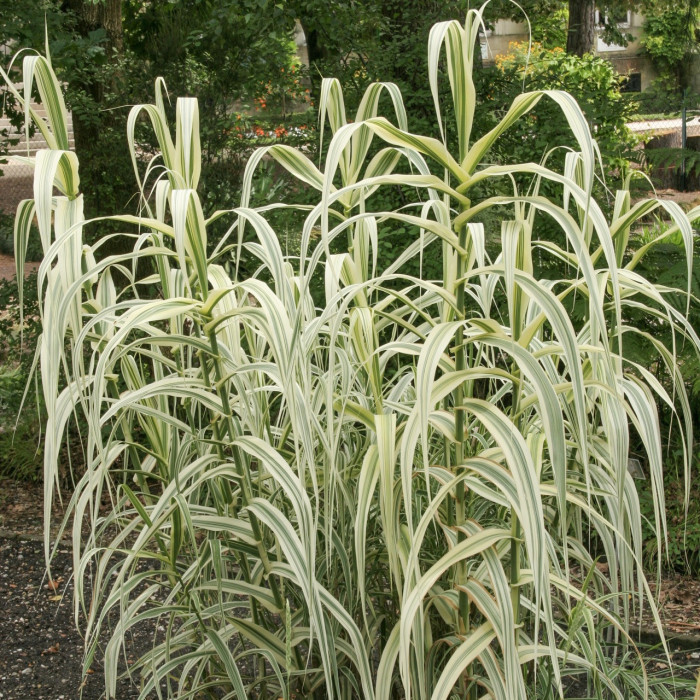 Arundo donax 'Versicolor'