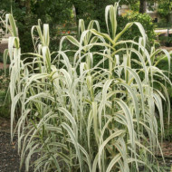 Arundo donax 'Versicolor'