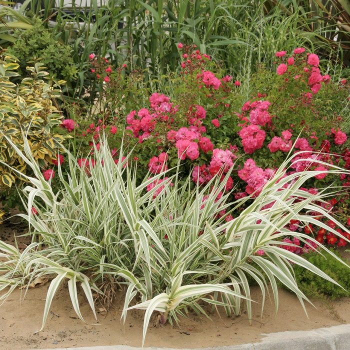 Arundo donax 'Versicolor'