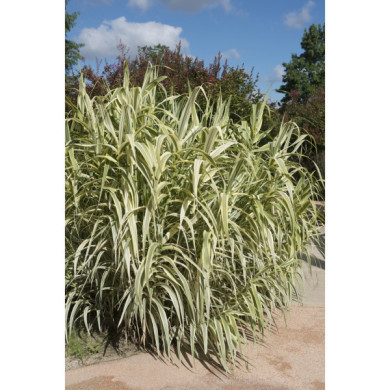 Arundo donax 'Versicolor'