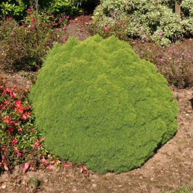 Picea glauca 'Alberta Globe'