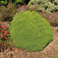 Picea glauca 'Alberta Globe'