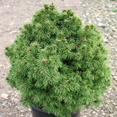 Picea glauca 'Alberta Globe'