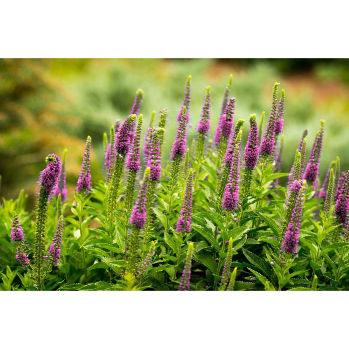 Veronica spicata