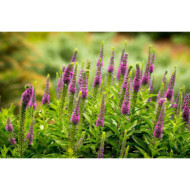 Veronica spicata