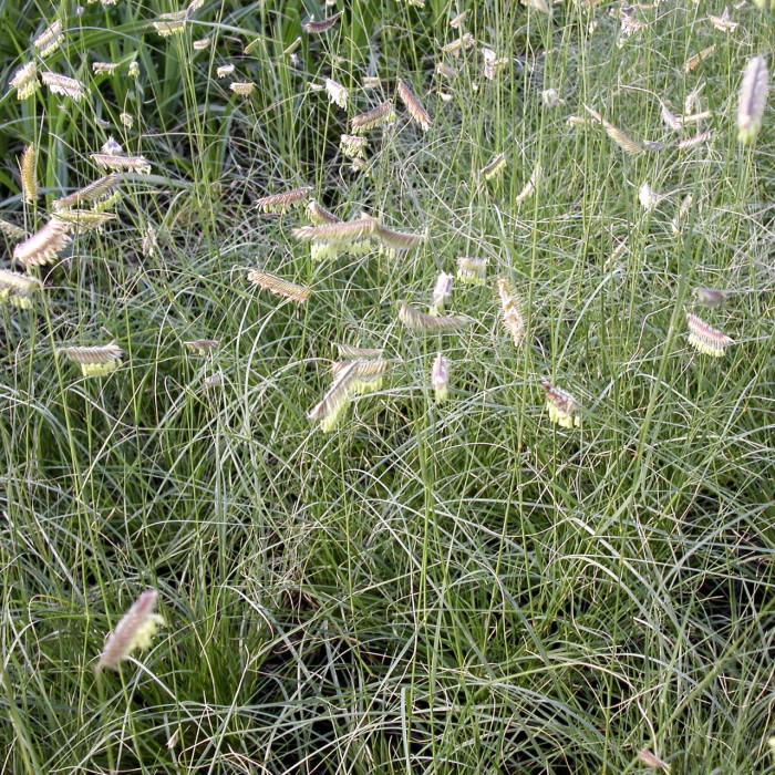 Bouteloua gracilis