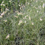 Bouteloua gracilis