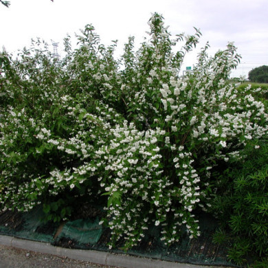 Deutzia x magnifica
