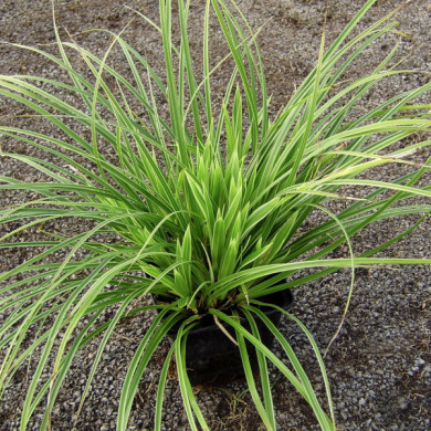 Carex morrowii 'Ice Dance'