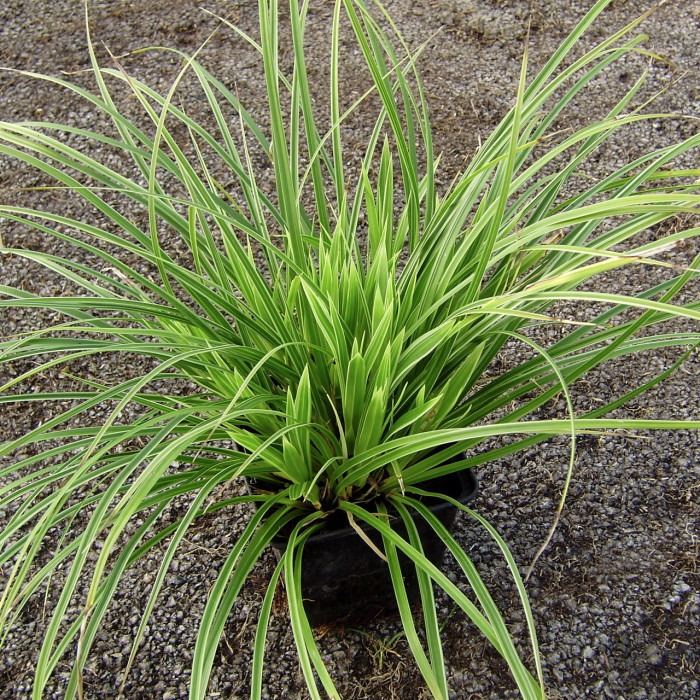 Carex morrowii 'Ice Dance'