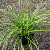 Carex morrowii 'Ice Dance'