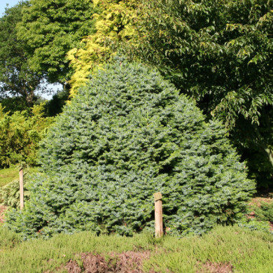 Picea omorika 'Nana'