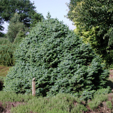 Picea omorika 'Nana'