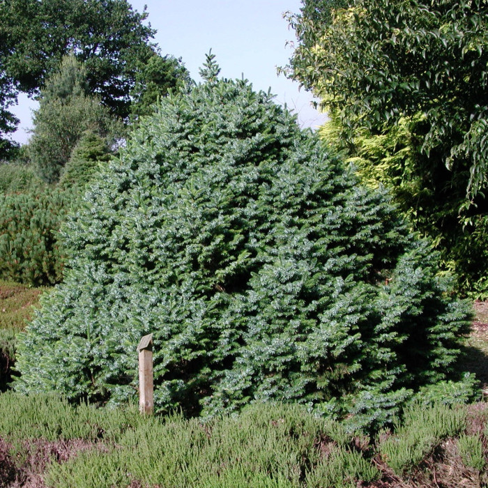 Picea omorika 'Nana'