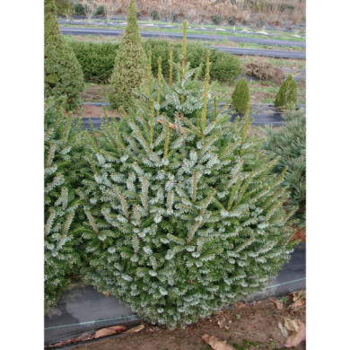 Picea omorika 'Nana'